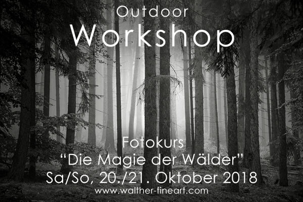Fotokurs "Die Magie der Wälder"